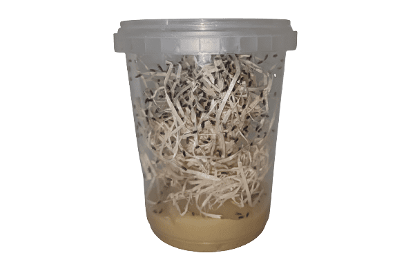 Comment nourrir vos reptiles et amphibiens avec des insectes vivants