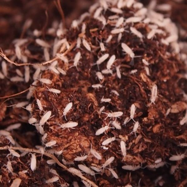 Des collemboles pour un terrarium bioactif