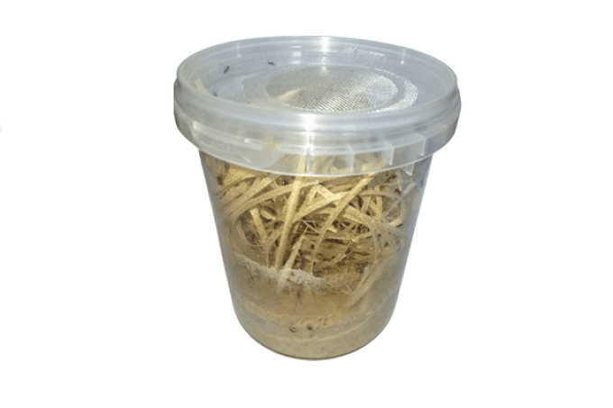 Boite drosophiles hydei 520ml