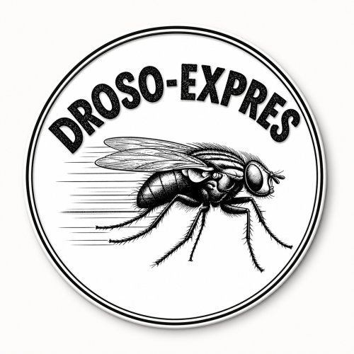 droso-express.fr